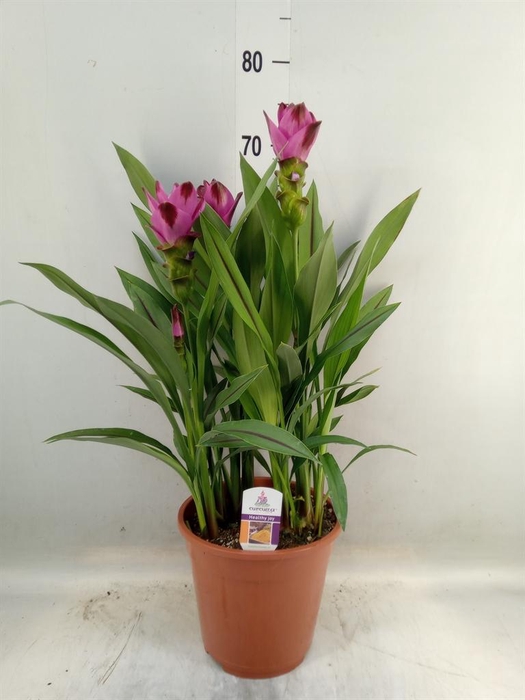 <h4>Curcuma alism. 'Siam Splash'</h4>