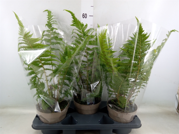 <h4>Cyathea australis</h4>