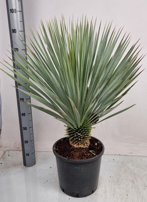 <h4>YUC ROSTRATA</h4>