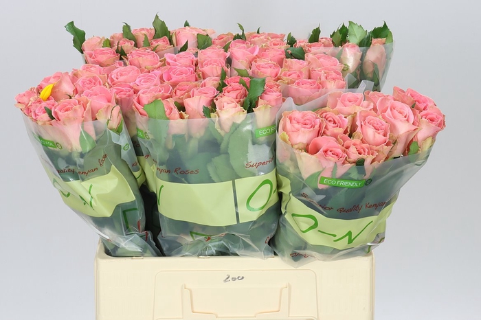 <h4>Rosa Gr Hermosa</h4>