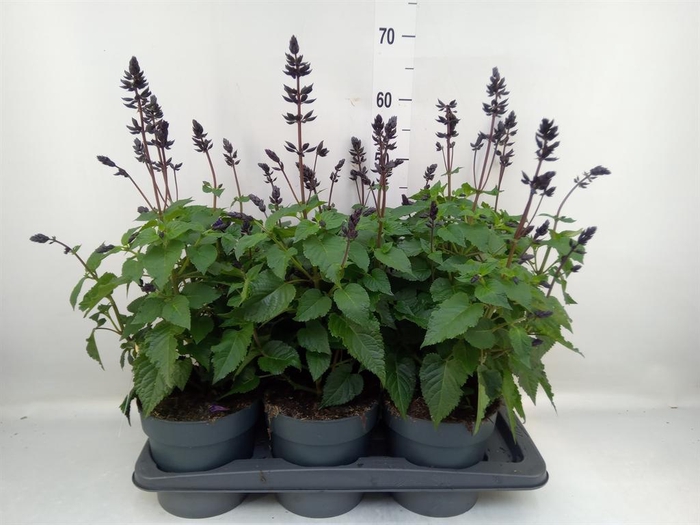 <h4>Salvia 'Salgoon Lake Blueberry'</h4>