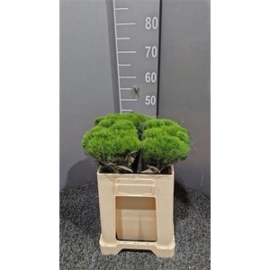 Di Barb Kiwi Mellow Cool 50cm