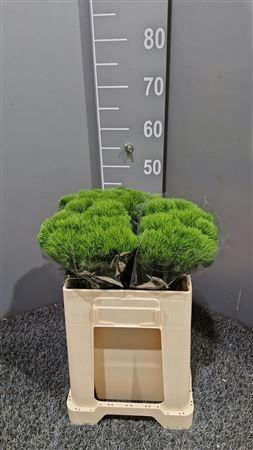 <h4>Di Barb Kiwi Mellow Cool 50cm</h4>