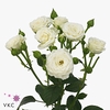Rosa spray white lady