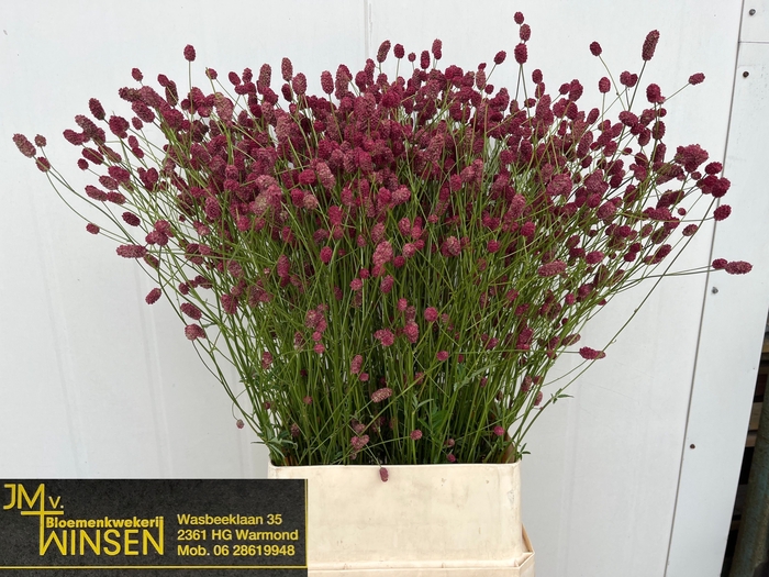 <h4>Sanguisorba Arnhem Winsen</h4>