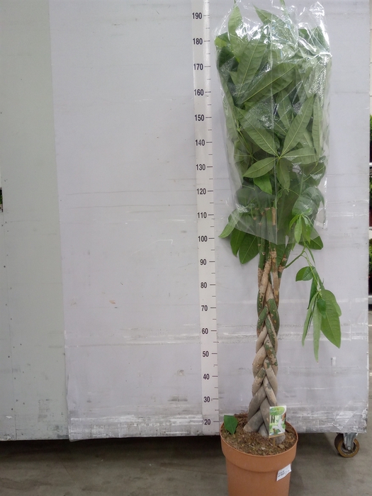 <h4>Pachira aquatica</h4>