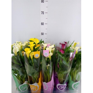 Zantedeschia   ...mix