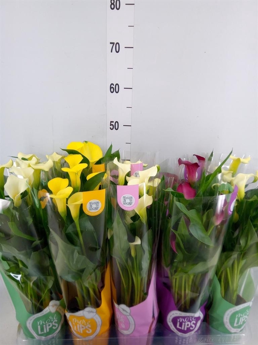 <h4>Zantedeschia   ...mix</h4>