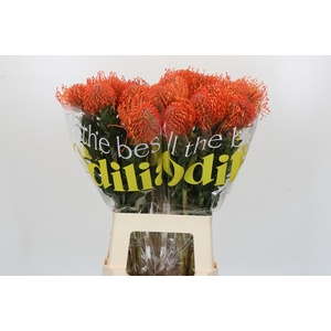 Nutans Ayoba Mandarin Zest
