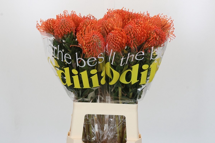 <h4>Nutans Ayoba Mandarin Zest</h4>