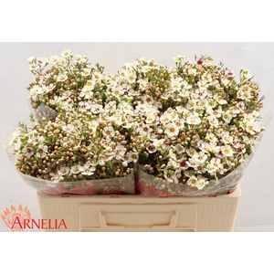 Chamelaucium Janelle