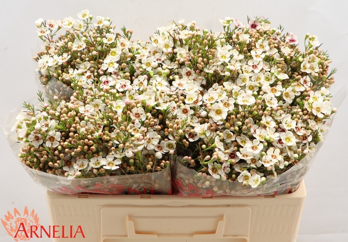 <h4>Chamelaucium Janelle</h4>