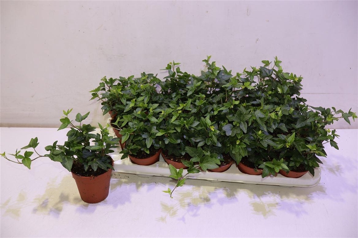 <h4>Hed He Shamrock</h4>