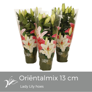 Lilium or. mix Lady Lily hoes (or. lelie)