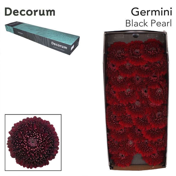 <h4>Germini Pomponi Black Pearl Doos</h4>