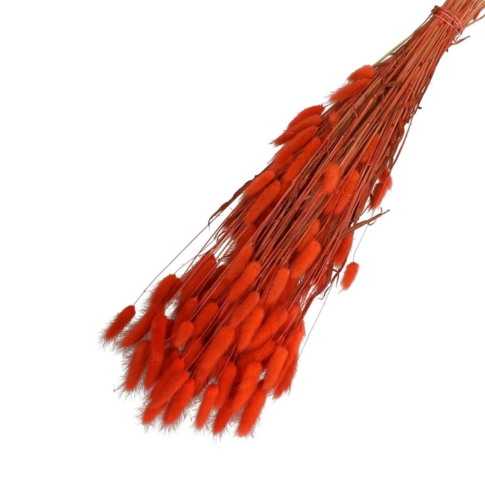 <h4>Droogbloem Lagurus 65cm 100g</h4>