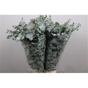 Euca Cinerea Per Bunch Extra