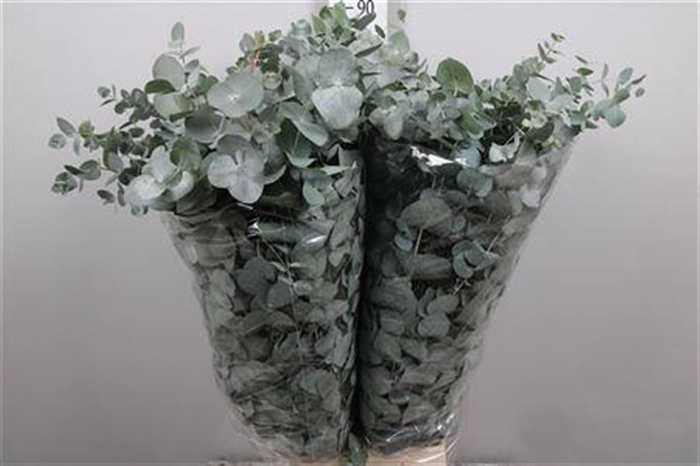 <h4>Euca Cinerea Per Bunch Extra</h4>