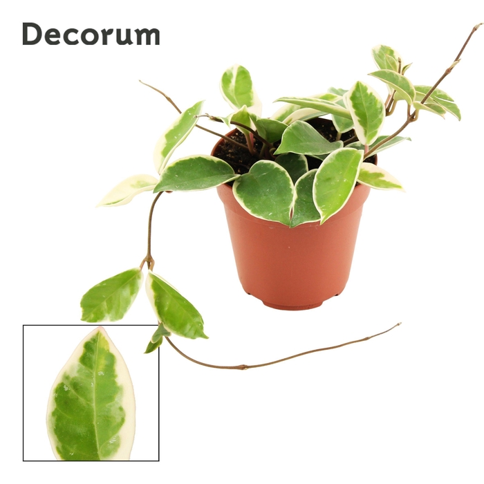 <h4>Hoya Carnosa 12 cm Krimson Queen (Decorum)</h4>