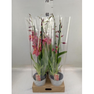 Burrageara  'Nelly Isler'