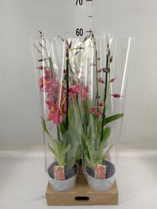 <h4>Burrageara  'Nelly Isler'</h4>