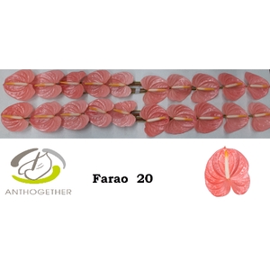 Anthurium Farao