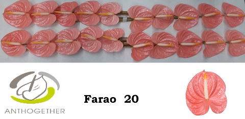 <h4>Anthurium Farao</h4>