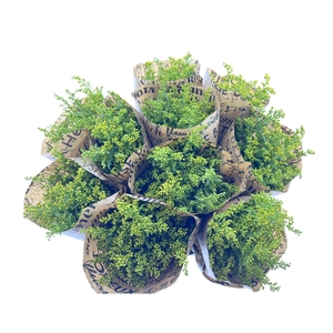 BQ Mono Solidago 5 stems
