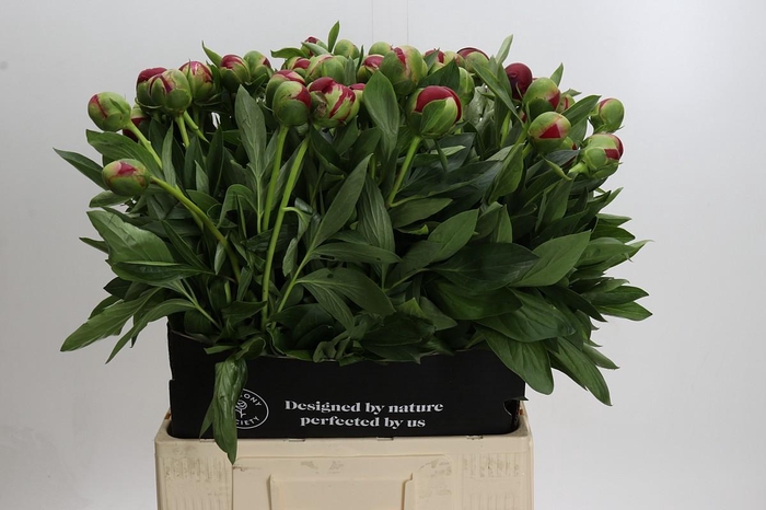 <h4>Paeonia Diana Parks</h4>