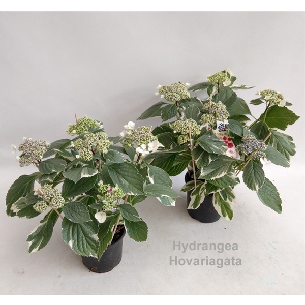 <h4>Hydrangea Hovariagata variegated bontbladig</h4>