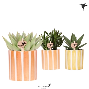 Kolibri Greens Succulenten mix in Painted Stripe pot yellow mix