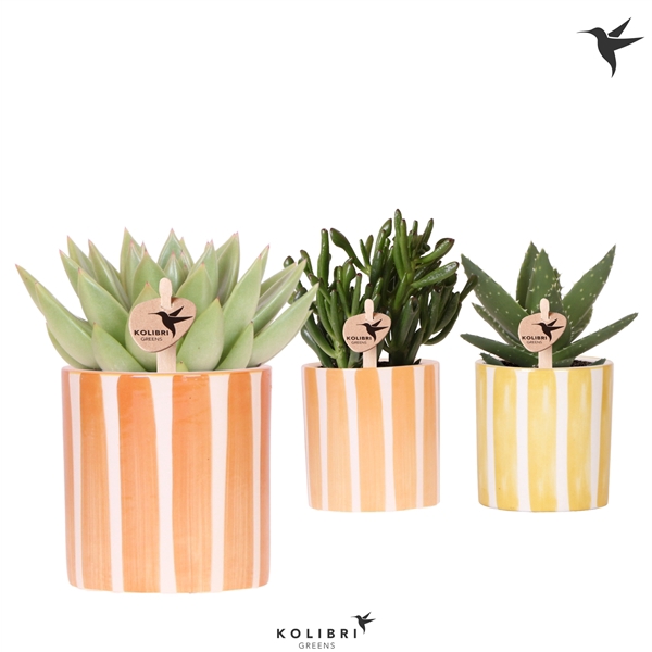 <h4>Kolibri Greens Succulenten mix in Painted Stripe pot yellow mix</h4>