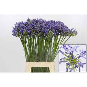 AGAP EYFORI BLUE