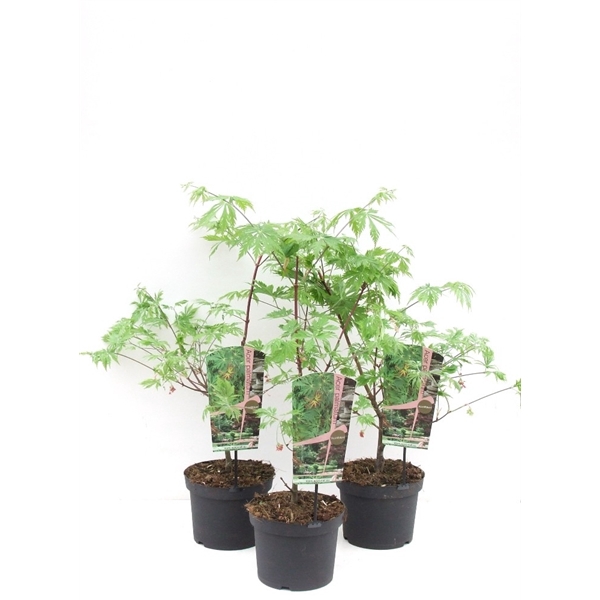<h4>Acer japonicum 'Aconitifolium' P23</h4>