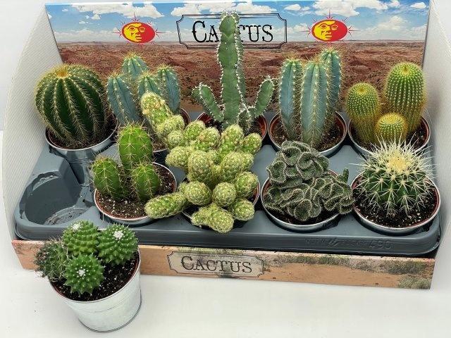 <h4>CACTUS GEM</h4>