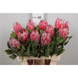 Protea Cyn. Claire
