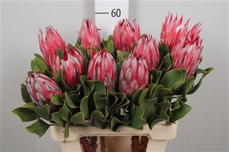 <h4>Protea Cyn. Claire</h4>