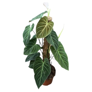 Philodendron Splendid