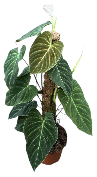 <h4>Philodendron Splendid</h4>