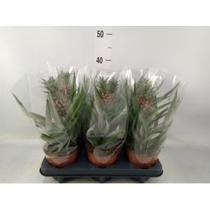 Ananas  'Rosita'