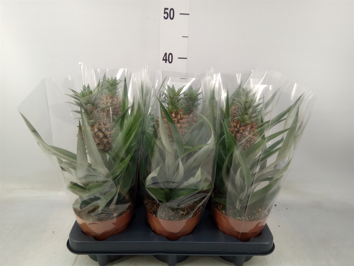 <h4>Ananas  'Rosita'</h4>