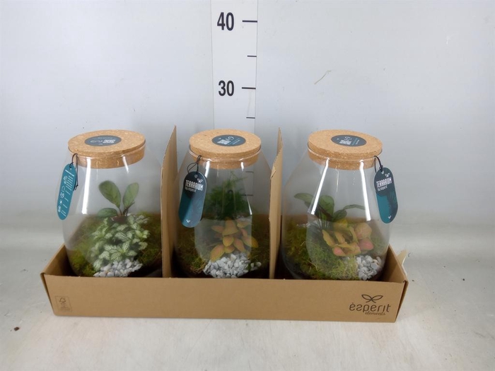 <h4>Arr.    Planten  H%</h4>