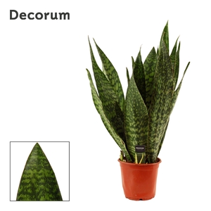 Sansevieria Jamaiquina Regular 21 cm (Decorum)