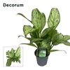 Aglaonema Christina 12 cm (Decorum)