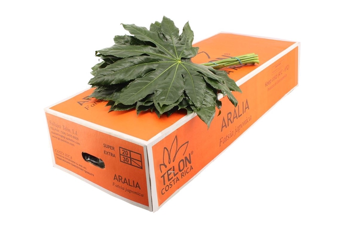 <h4>Aralia Large</h4>