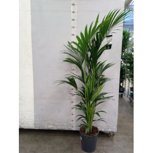 Howea forsteriana