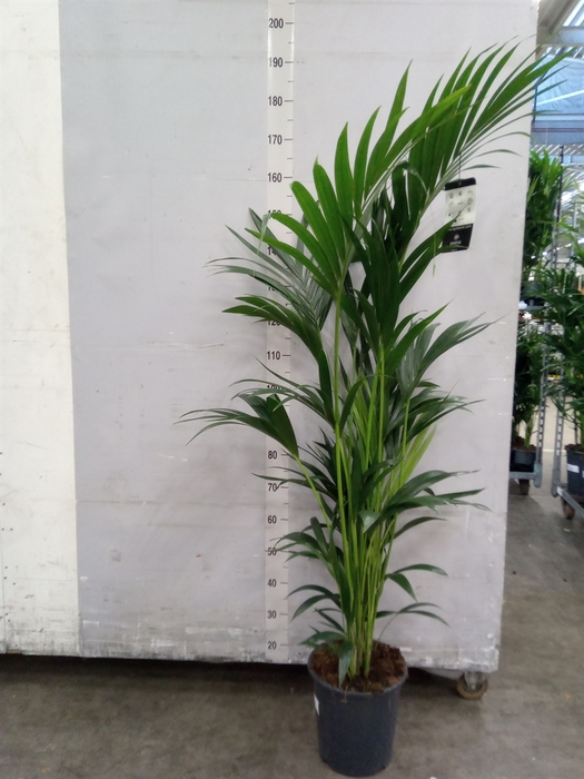 <h4>Howea forsteriana</h4>