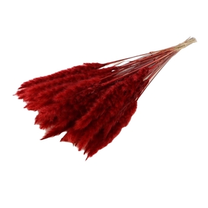 DRY FLUFFY PAMPAS RED PBS