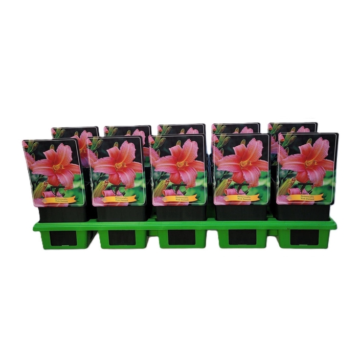<h4>Hemerocallis Pink Damask</h4>