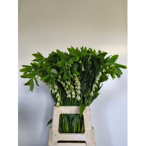 POLYGONATUM MULTIFLO